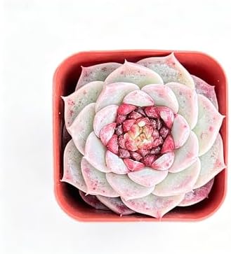 Sprout N Green Echeveria 'Red Velvet' Sugar Heart, Rare Live Succulent Plant Fully Rooted in 2" Planter with Soil, Home Office Indoor Outdoor Wedding Decoration DIY Projects Party Favor