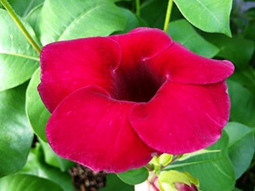 Allamanda Red Live Plants - Pack of 2 Live Plants - 4-6 Inches Tall - Vibrant Red Blooms, Great for Containers, Easy to Grow