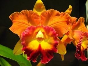 4 Live Orchid Plants + HP to Choose (Cattleyas + Heat Pack)