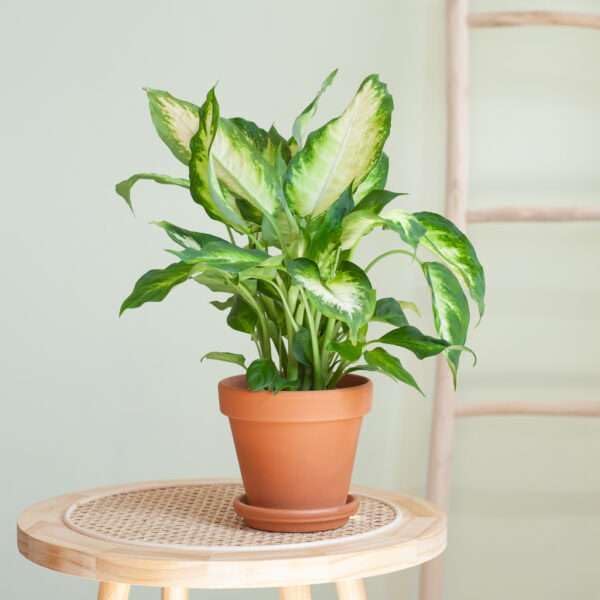 Dieffenbachia Camille Live Plant for Indoor | Different Houseplants in 4'' & 6'' Pot | Real House Plant for Living Room, Office, Desk & Bathroom | Cane | Camille