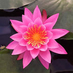 Water Lily Rhizomes Bundle - 3 Pre-Grown Hardy Lilies TUBERS in Pink, Yellow, Orange from AquaLeaf Aquatics