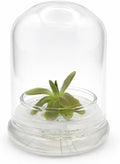 Bloomify Live Pinguicula ‘Fumiko’ Butterwort Carnivorous Plant Terrarium – No Water Indoor Plant, Zero Care Soil-Free Self Growing Kit, Mini Desk Plant, Home Decor, Pet-Safe Unique Gift