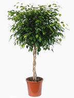 Ficus Benjamina Weeping Fig Braided Tree - Live Plant in a 10 Inch Pot - Ficus Benjamina - Beautiful Ornamental Interior Tree