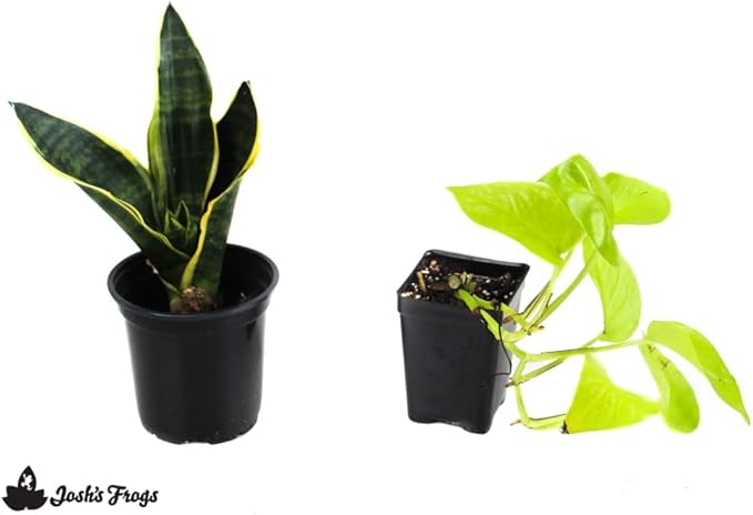 Josh's Frogs White's Tree Frog Vivarium Bioactive Plant Kit (18x18x18 Terrarium)