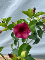 Allamanda Red Live Plants - Pack of 2 Live Plants - 4-6 Inches Tall - Vibrant Red Blooms, Great for Containers, Easy to Grow