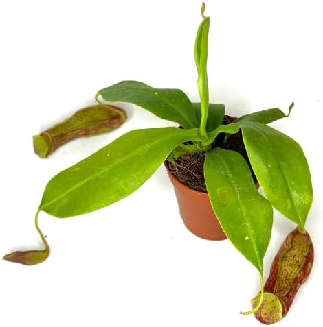 Nepenthes Gaya Live Plant in 2" Pot - Nepenthes Gaya Carnivorous Live Plants - Air Purifying Indoor House Plants Flowers for Home Office Wedding Decor & Birthday Gift (Heat Pack Included)