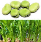 Bundle: Fava Bean Seeds + Ping Tung Long Eggplant Seeds