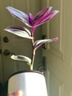 PLANTVERS Tradescantia Nanouk Lilac in a Nursery Pot | Pink Wandering Jew | Easy Care Hardy Indoor Houseplant | Low Light Air Purifier Plant (Single Plant)