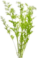 Live Aquarium Plants - Water Sprite Aquarium Plant, Ceratopteris Thalictroides - Perfect Live Aquatic Plants for Fish Tanks and Aquariums