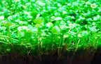 Freshwater Aquarium Decor, Easy Growing Dwarf Carpet for Fish Tank/Terrarium, Natural Aquatic Plant Growth Material – 1 Pack (Big Leaf)