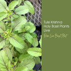 Generic Tulsi Krishna Holy Basil Plants Live - Rare Live Basil Plant - Ocimum Sanctum - Purple Tulsi Herbs - Non GMO - Garden Indoor & Outdoor