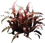 1/3/5 Potted Wendtii Red Crypt (Cryptocoryne Wendtii 'Red') by Shore Aquatic - Perfect for Adding Vibrant Highlights to Aquariums (1 Pack)