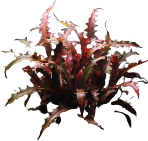 1/3/5 Potted Wendtii Red Crypt (Cryptocoryne Wendtii 'Red') by Shore Aquatic - Perfect for Adding Vibrant Highlights to Aquariums (1 Pack)
