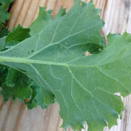 500 Premier Kale Seeds for Planting Heirloom Non GMO 2+ Grams Garden Vegetable Bulk Survival