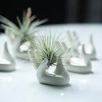 Dahey Mini Air Plant Holder Cute Ceramic Hand Shape Stand Airplants Tillandsia Small Container Pot Plant Decorative Home Decor for Desk Table Shelf, White, 1 Pack (No Plant Included)