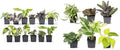 Altman Plants and Easy to Grow Live Indoor Houseplants Bundle (18 Plants)
