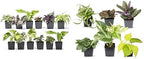 Altman Plants and Easy to Grow Live Indoor Houseplants Bundle (18 Plants)