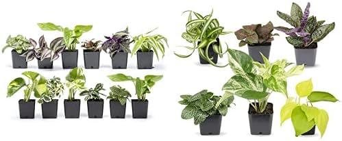 Altman Plants and Easy to Grow Live Indoor Houseplants Bundle (18 Plants)