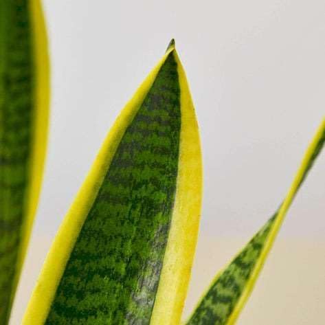 Snake Plant Laurentii Live Plant for Indoor | Different Houseplants in 3'' Pot | Real House Plant for Living Room, Office, Desk & Bathroom | Laurentii | Mother-in-law's Tongue