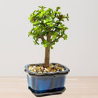 Bonsai Tree Live Plant - Jade Bonsai Succulent Tree - Easy to Grow Air Purifying Indoor House Plants Flowers for Home Office Wedding Decor & Giftable (Heat Pack Included)