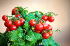 Dwarf Bush Cherry Tomatoes Seeds for Planting About 20 Seeds Indoor Tomato