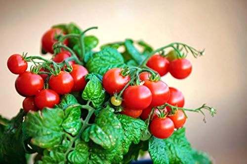 Dwarf Bush Cherry Tomatoes Seeds for Planting About 20 Seeds Indoor Tomato