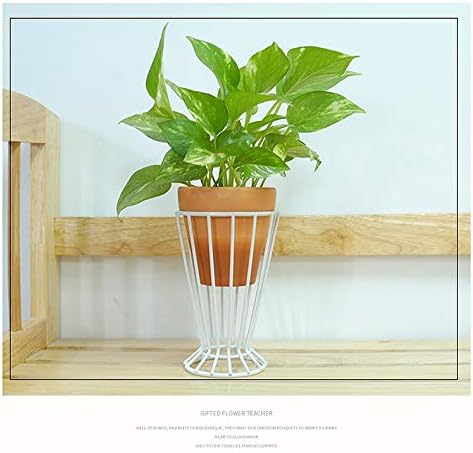 Air Plant Tillandsia Base Large Holder Metal Indoor Tabletop Big Streptophylla Air Plant Stands Tillandsia Plant Racks Large Xerographica (White)