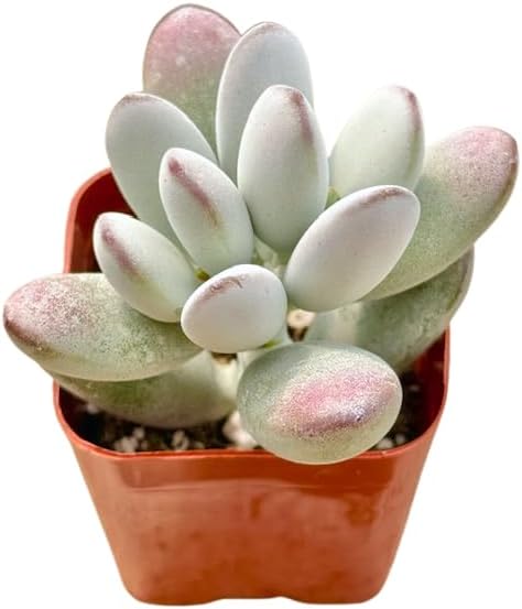 2" Cotyledon Orbiculata Silver Peak Unique Succulents Plants Live, Live Starter Succulent Plants, Easy Care House Plants Rooted in Succulent Soil Mix, By The Succulent Cult