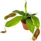 Pitcher Plant Live - Nepenthes Carnivorous Plants Live - Exotic - Easy to Grow, Air Purifying, Indoor House Plants Flowers for Home, Office, Wedding Decor & Birthday Gift (Heat Pack Included)