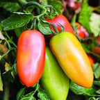 Clovers Garden San Marzano Tomatoes– Two (2) Live Plants – Non-GMO - Not Seeds - Each 4" to 8" Tall – in 4" Inch Pots -Indeterminate, Heirloom Roma