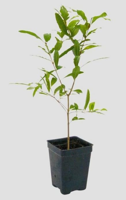 Red Pixie Lilac Shrub – Fragrant Reblooming Lilac Bush | Cold Hardy, Drought Resistant & Low Maintenance | Attracts Butterflies & Bees | Perfect for Small Gardens & Containers – Live Plant