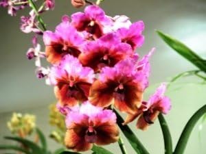 4 Live Orchid Plants to Choose (Cattleya, Oncidium, Vanda, Dendrobium, Phalaenopsis) (Vandas + Heat Pack)