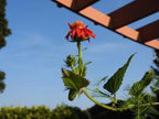 Mexican Flame Vine Live Plants | Pack of 2 (Two) | 5-9" Tall | Senecio Confusus | Orange Glow Vine | Fast-Growing Climbing Monarch Butterfly Magnet | Heat Tolerant Trellis & Fence Cover