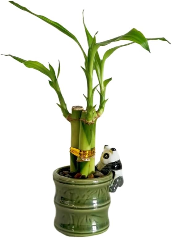 Coop & Harp Small Lucky Bamboo Live Indoor Plant with Ceramic Vase, Live Indoor Lucky Bamboo for Home, Office and Gift (Panda)