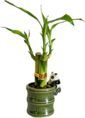 Coop & Harp Small Lucky Bamboo Live Indoor Plant with Ceramic Vase, Live Indoor Lucky Bamboo for Home, Office and Gift (Panda)
