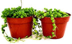 String of Pearls Succulents Plants Live, Succulent Plants Fully Rooted, Rare House Plant for Home Office Decoration, DIY Projects, Party Favor Gift by Fatplants