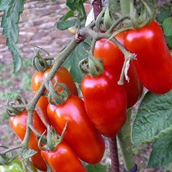 Clovers Garden San Marzano Tomatoes– Two (2) Live Plants – Non-GMO - Not Seeds - Each 4" to 8" Tall – in 4" Inch Pots -Indeterminate, Heirloom Roma