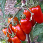 Clovers Garden San Marzano Tomatoes– Two (2) Live Plants – Non-GMO - Not Seeds - Each 4" to 8" Tall – in 4" Inch Pots -Indeterminate, Heirloom Roma
