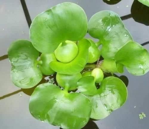 2 Water Lettuce + 2 Water Hyacinth Bundle - Floating Live Pond Plants for Outdoor Water Gardens