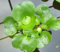 3 Water Hyacinth (Eichhornia crassipes) - Floating Live Pond Plants