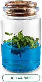 Venus Flytrap Kit, Live Venus Fly Trap Terrarium Included/DIY Beginner Friendly Starter Kit, Educational Growing Plant, Exotic Native