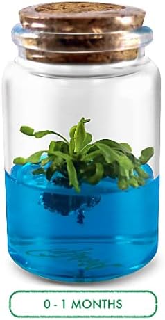 Venus Flytrap Kit, Live Venus Fly Trap Terrarium Included/DIY Beginner Friendly Starter Kit, Educational Growing Plant, Exotic Native