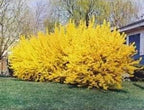 Lynwood Gold Forsythia Bush - Yellow Flowering Shrub - Live Plant Shipped 1 to 2 Feet Tall by DAS Farms