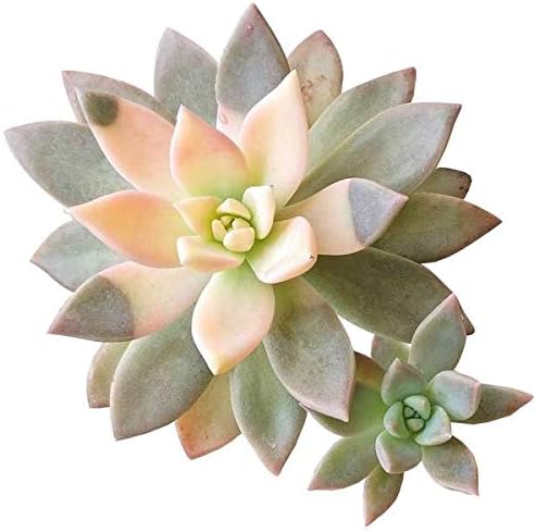 Variegated Ghost Plant Rare Succulent (2 inch) | Live Healthy Unique Fully Rooted Succulents for Home Office Decoration