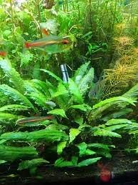 Marcus Fish Tanks - 3X Cryptocoryne Wendtii Green Pots Crypt Wendtii Easy Live Aquarium Plants for Aquatic Freshwater Fish Tank