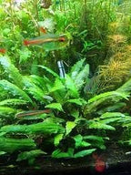 Marcus Fish Tanks - 3X Cryptocoryne Wendtii Green Pots Crypt Wendtii Easy Live Aquarium Plants for Aquatic Freshwater Fish Tank