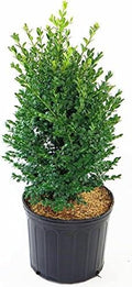 Live Plant from Green Promise Farms - Green Mountain Boxwood - Buxus microphylla VAR. Japonica #3 Gallon Size Container - Plant Does NOT Ship to AZ, CA, HI, ID, MT, NV, OR, PR, UT & WA!