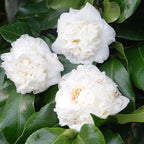 Live White Camellia Flower Plant in 4 Inch Pot, 6–10 Inch Tall Camellia Japonica Shrub for Outdoor Garden, Patio, or Landscape Planting