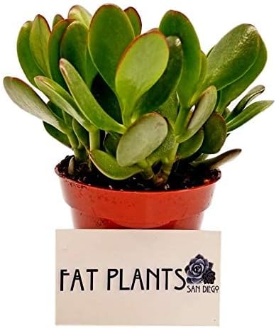 Fat Plants San Diego Succulent Plant(s) Fully Rooted in 4 inch Planter Pots with Soil - Real Live Potted Succulents/Unique Indoor Cactus Decor (1, Crassula Ovata Jade Plant)