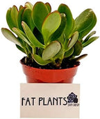 Fat Plants San Diego Succulent Plant(s) Fully Rooted in 4 inch Planter Pots with Soil - Real Live Potted Succulents/Unique Indoor Cactus Decor (1, Crassula Ovata Jade Plant)